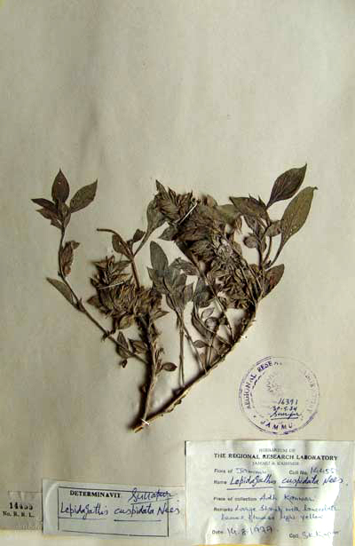 Lepidagathis cuspidata