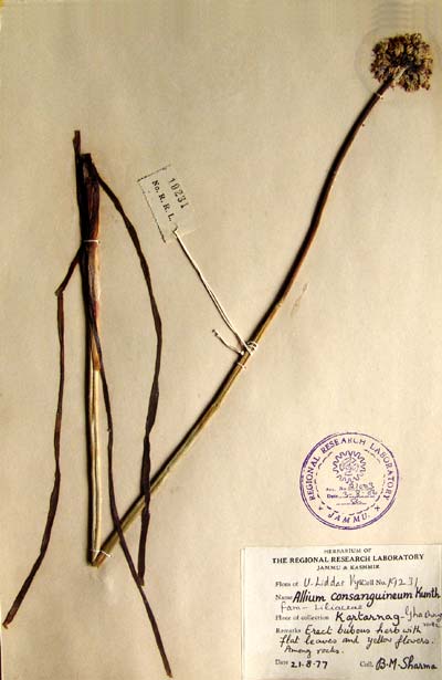 Official Record