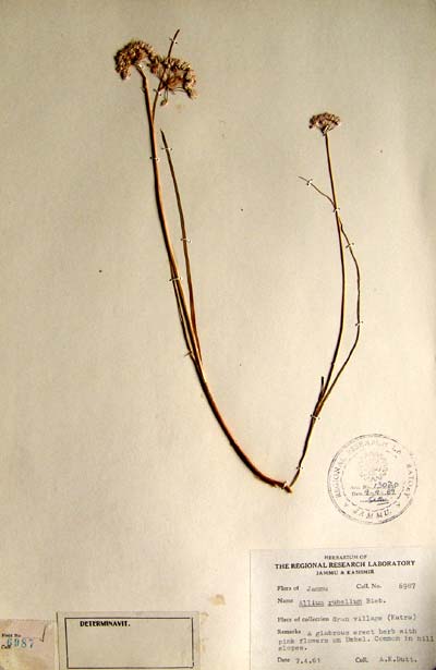 Official Record