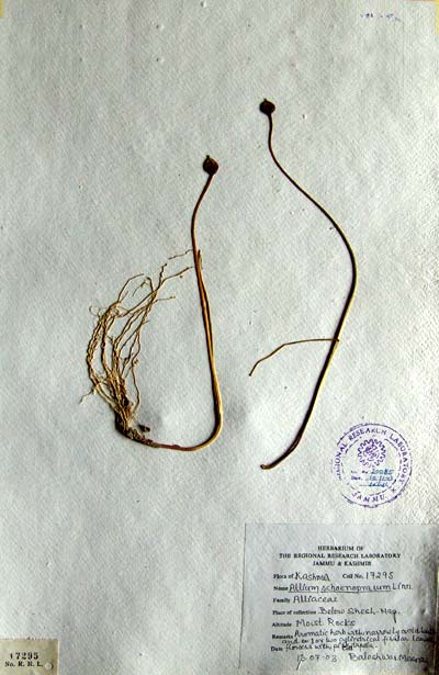 Official Record