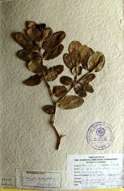 Official Record