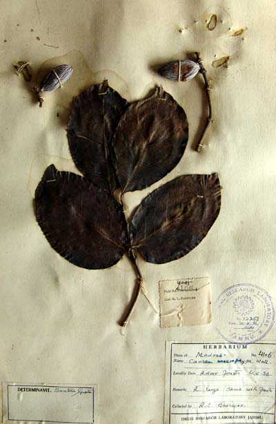 Official Record