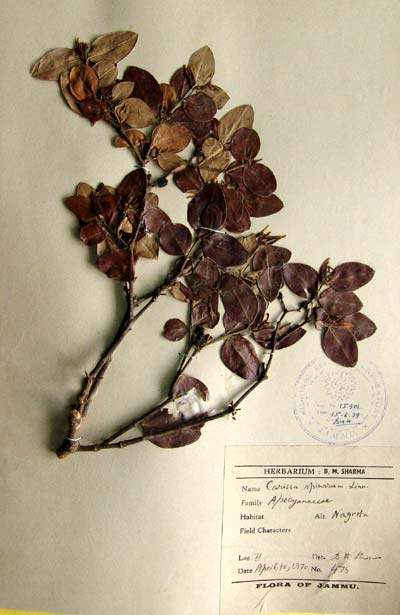 Official Record