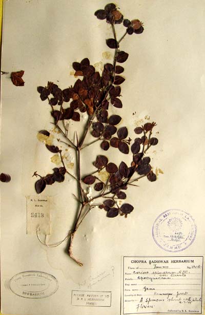 Official Record