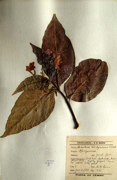 Official Record