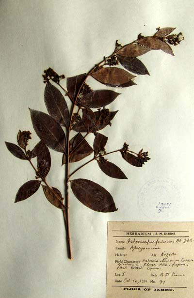 Official Record