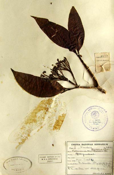 Official Record