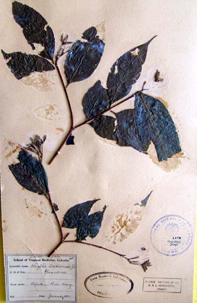 Official Record