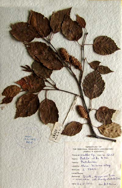 Official Record