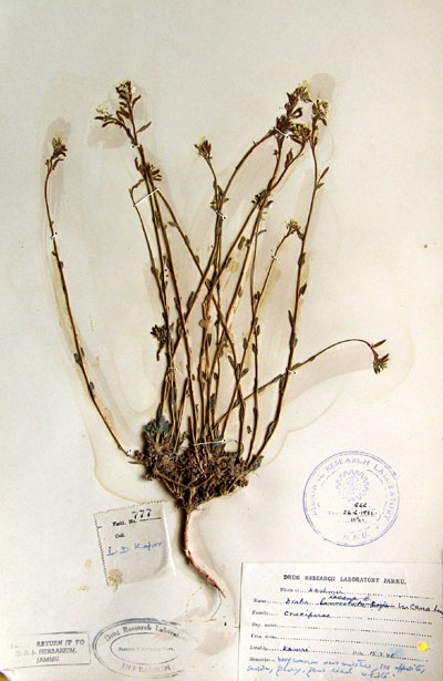 Draba Incana