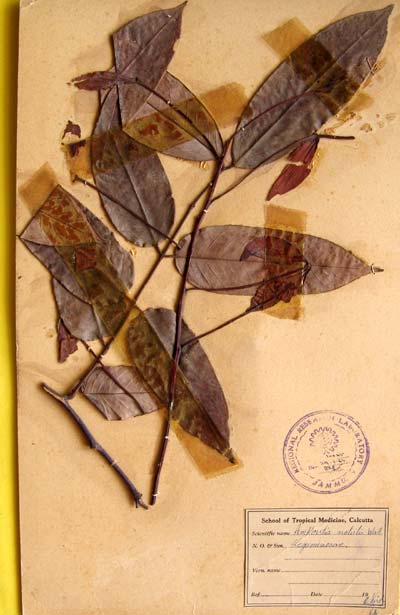 Official Record