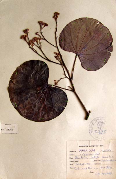 Official Record