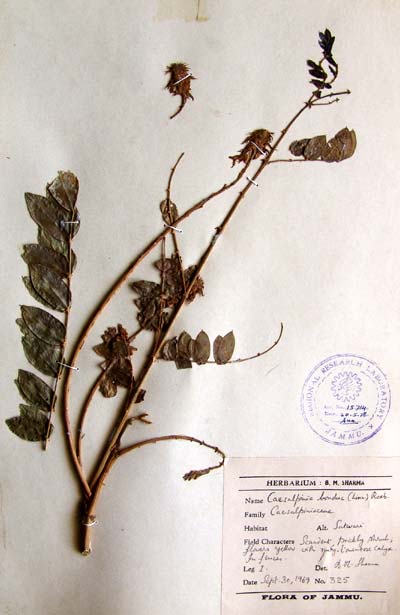 Official Record