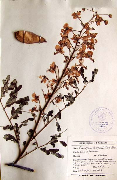 Official Record