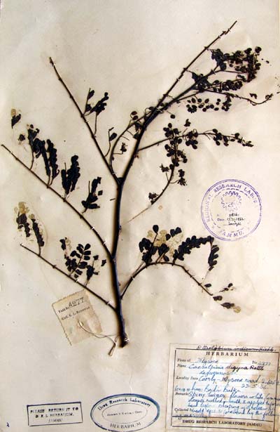 Official Record