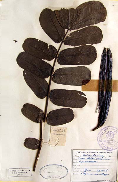 Official Record
