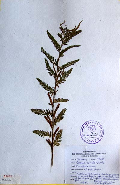 Official Record
