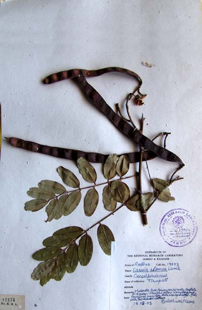Official Record