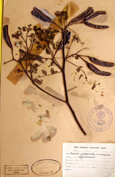 Official Record