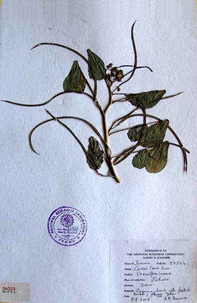 Official Record