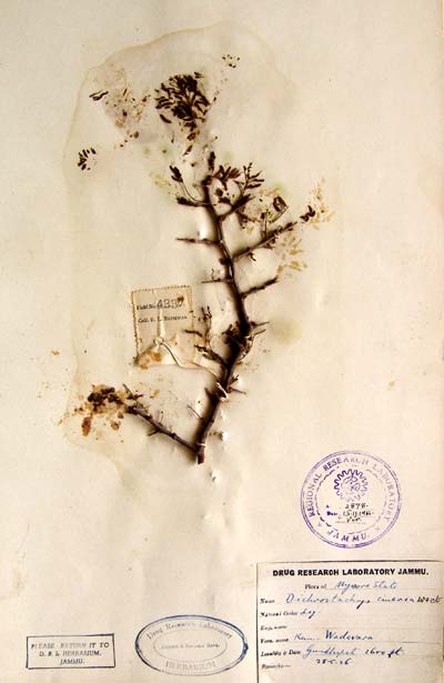 Official Record