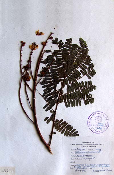 Official Record