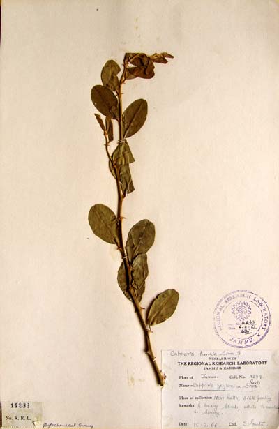 Official Record