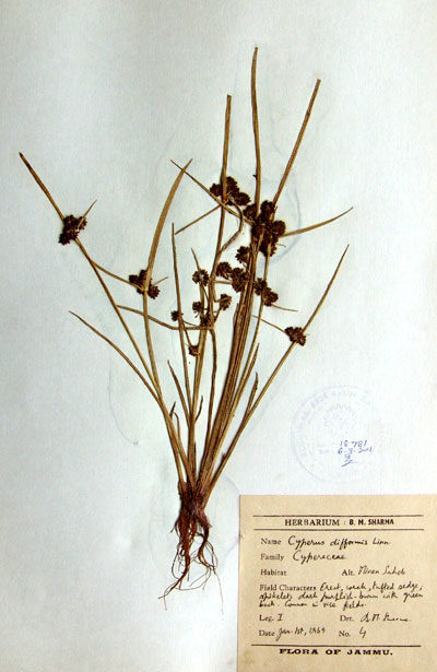 Official Record