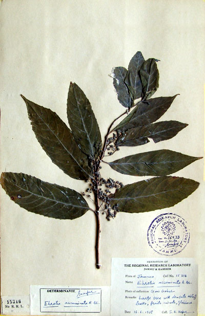 Official Record