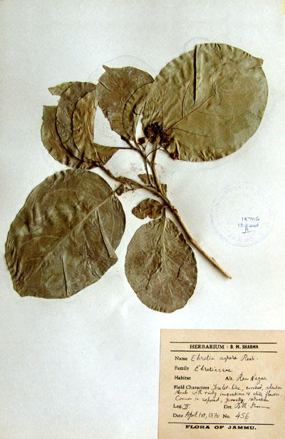 Official Record
