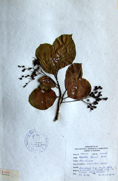 Official Record