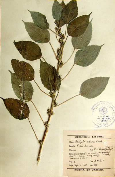Official Record
