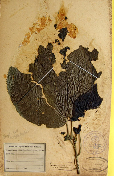 Official Record
