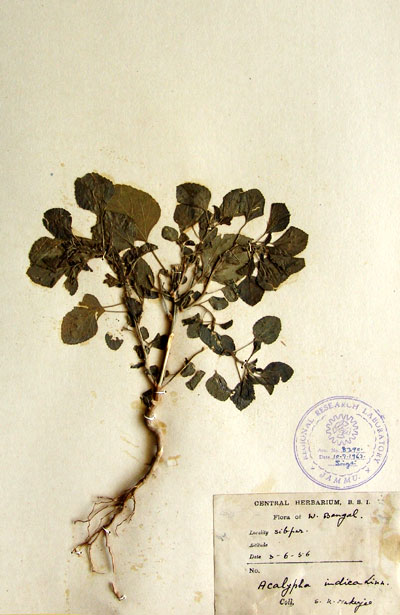 Official Record