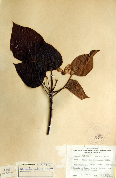 Official Record