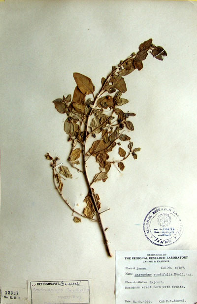 Official Record