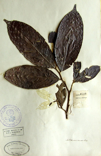 Official Record