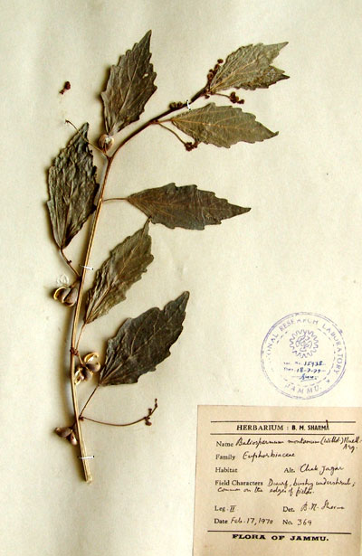 Official Record