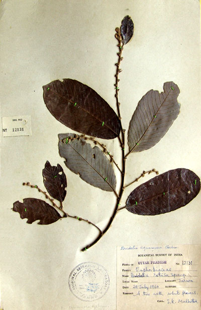 Official Record