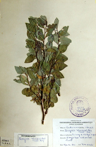 Official Record