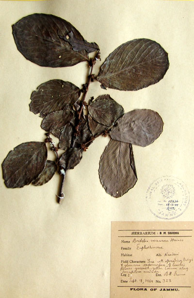 Official Record