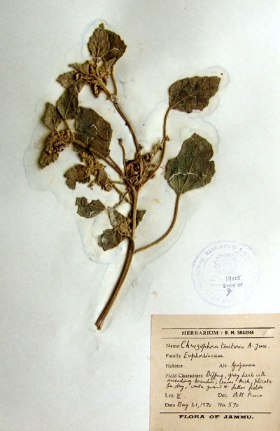 Official Record