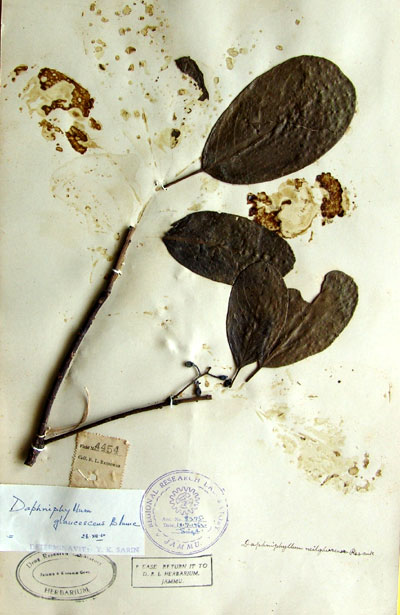 Official Record