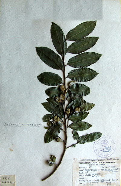 Official Record
