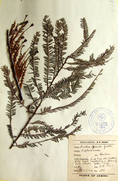 Official Record