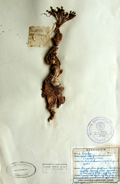 Official Record