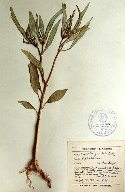 Official Record
