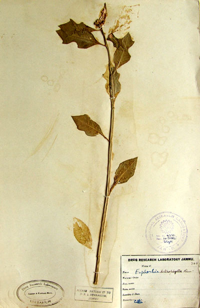 Official Record