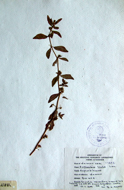 Official Record