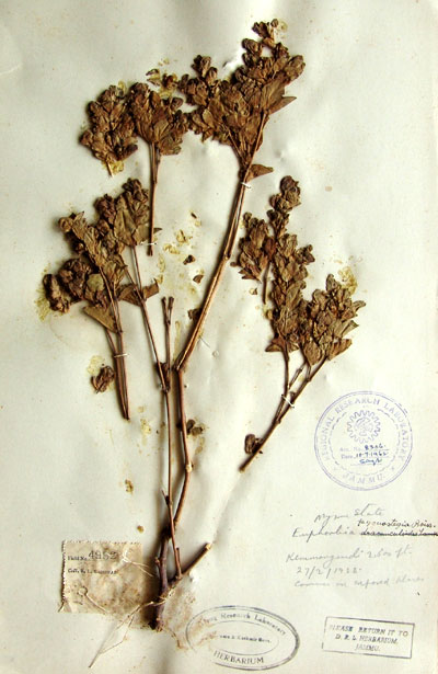 Official Record